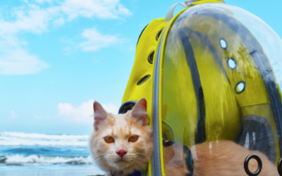 Tips para ir de vacaciones con tu gato