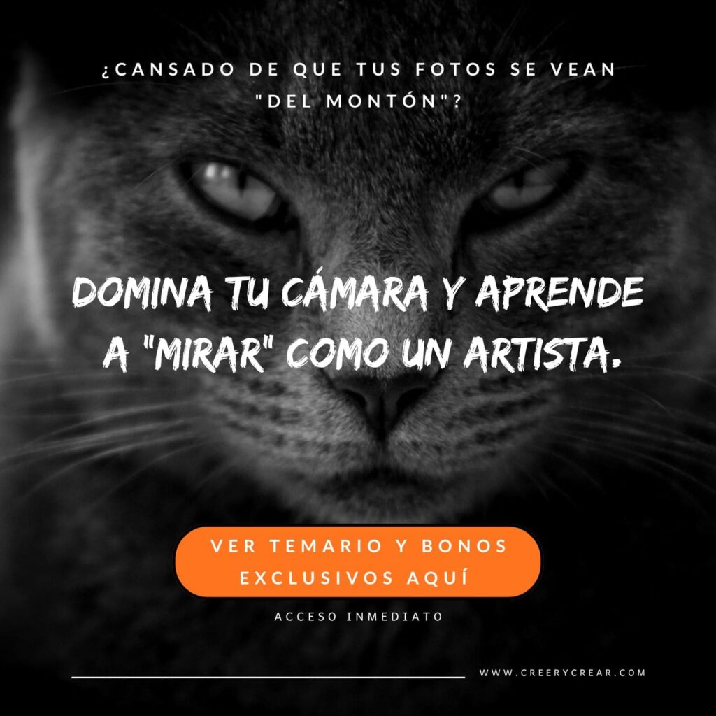 Primer plano de gato negro mirando fijamente, es una foto artística