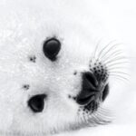 Paul Nicklen y la Fotografía de Vida Silvestre