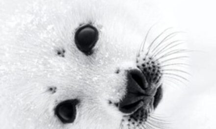 Paul Nicklen y la Fotografía de Vida Silvestre