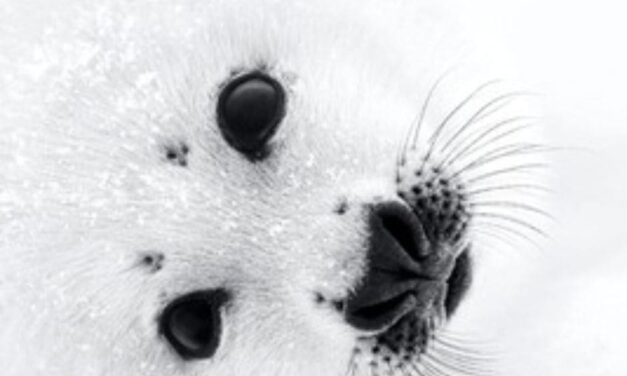 Paul Nicklen y la Fotografía de Vida Silvestre